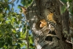 Oiseaux Huppe fasciée (Upupa epops)