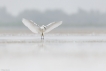 Oiseaux Aigrette garzette (Egretta garzetta)