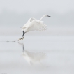 Oiseaux Aigrette garzette (Egretta garzetta)