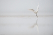 Oiseaux Aigrette garzette (Egretta garzetta)