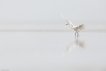 Oiseaux Aigrette garzette (Egretta garzetta)