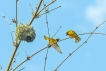 Oiseaux Tisserin gendarme (Ploceus cucullatus)