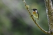 Oiseaux Traquet de La Réunion (Saxicola Tectes)