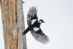 Oiseaux Pic épeiche (Dendrocopos major)