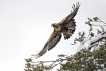 Oiseaux Aigle Royal (Aquila chrisactos)