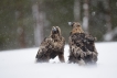 Oiseaux Aigle Royal (Aquila chrisactos)