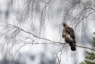 Oiseaux Aigle Royal (Aquila chrisactos)