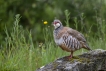 Oiseaux Perdrix rouge (Alectoris rufa)