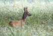 Mammifères Chevreuil (Capreolus capreolus)