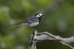 Oiseaux Bergeronnette grise (Motacilla alba)