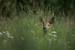 Mammifères Chevreuil (Capreolus capreolus)