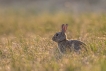 Mammifères Lapin de garenne (Oryctolagus cuniculus)