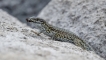 Reptiles Lézard des murailles (Podarcis muralis)