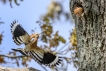 Oiseaux Huppe fasciée (Upupa epops)