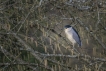 Oiseaux Héron bihoreau gris (Nycticorax nycticorax)