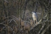 Oiseaux Héron bihoreau gris (Nycticorax nycticorax)