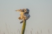Oiseaux Hibou des marais (Asio fammeus)
