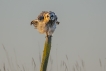 Oiseaux Hibou des marais (Asio fammeus)