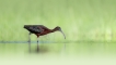 Oiseaux Ibis falcinelle (Plegadis falcinellus)