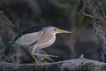  Blongios nain (Ixobrychus minutus)