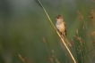 Oiseaux Rousserolle turdoïde (Acrocephalus arundinaceus)