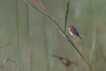 Oiseaux Rousserolle effarante (Acrocephalus scipaceus)