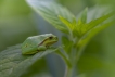  Rainette verte (Hyla arborea)