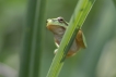 Amphibiens Rainette verte (Hyla arborea)