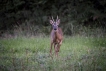 Mammifères Chevreuil (Capreolus capreolus) Brocard