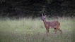 Mammifères Chevreuil (Capreolus capreolus) Brocard