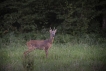 Mammifères Chevreuil (Capreolus capreolus) Brocard