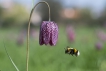  Fritillaire pintade (Fritillaria meleagris)