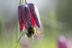 Flore Fritillaire pintade (Fritillaria meleagris)