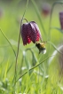  Fritillaire pintade (Fritillaria meleagris)