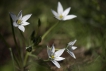  Dame d\'onze heures (Ornithogalum umbellatum)