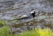 Oiseaux Bergeronnette grise (Motacilla alha)