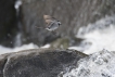  Bergeronnette grise (Motacilla alha)