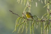 Oiseaux serin cini (Serinus serinus)