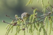 Oiseaux serin cini (Serinus serinus)