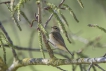 Oiseaux Pouillot véloce (Phylloscopus collybita)