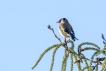 Oiseaux Chardonneret élégant (Carduelis carduelis)