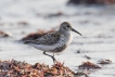 Oiseaux Bécasseau variable (Calidris alpina)