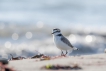 Oiseaux Gravelot à collier interrompu (Charadrius alexandrinus)