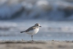 Oiseaux Gravelot à collier interrompu (Charadrius alexandrinus)