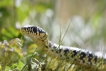 Reptiles Couleuvre verte et jaune (Hierophis viridiflavus)