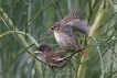 Oiseaux Troglodyte mignon (Troglodytes troglodytes)