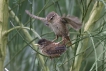 Oiseaux Troglodyte mignon (Troglodytes troglodytes)