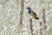  Gorgebleue à miroir (Luscinia svecica)