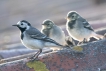 Oiseaux Bergeronnette grise (Motacilla alba)