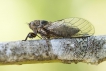 Insectes Cigarette argentée (Tettigetta argentata)